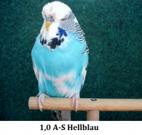 WS-Jungvoegel 2011